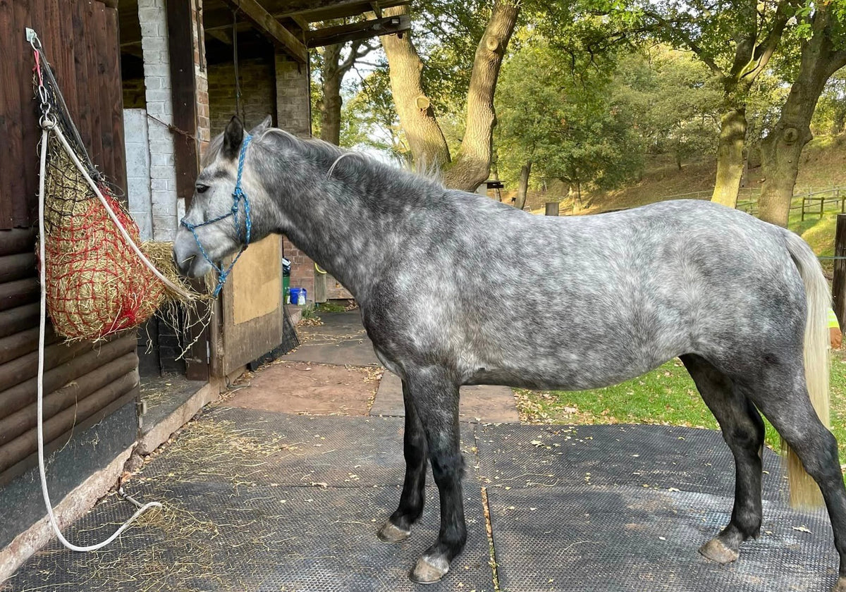 How to Safely Tie Up a Horse