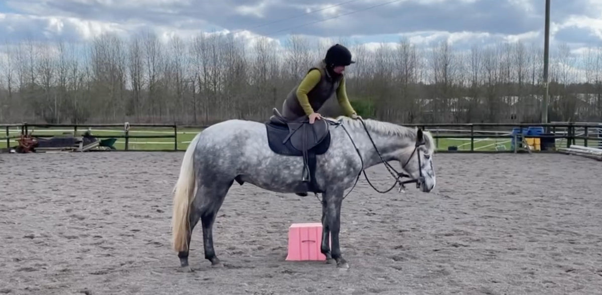 Developing the Stand Still By Sally Brett Horsemanship Instructor