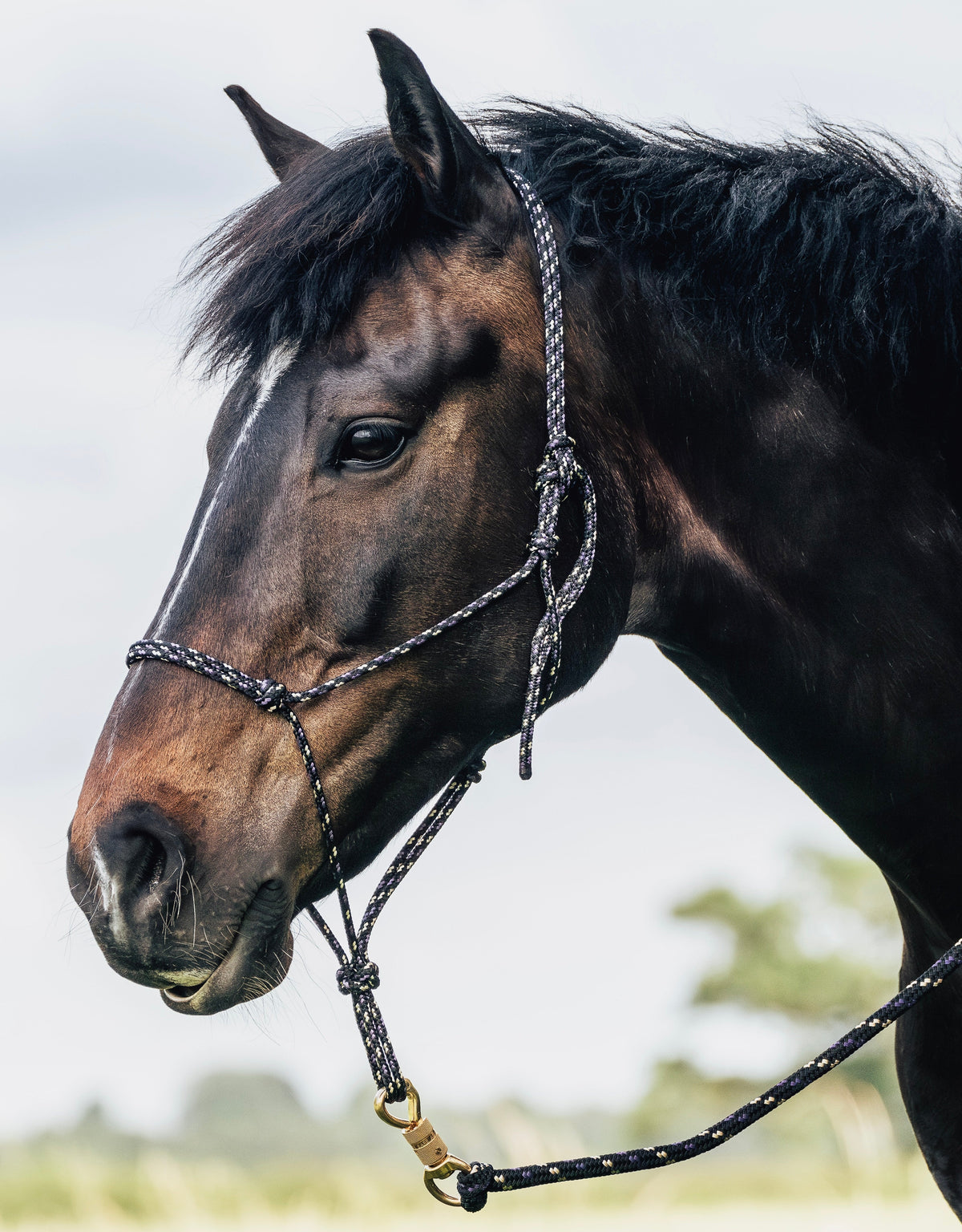 Why Use A Rope Halter