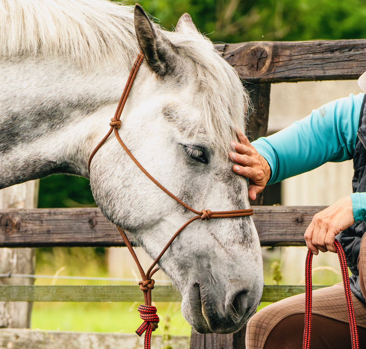 Haltering by Sally Brett Horsemanship Instructor