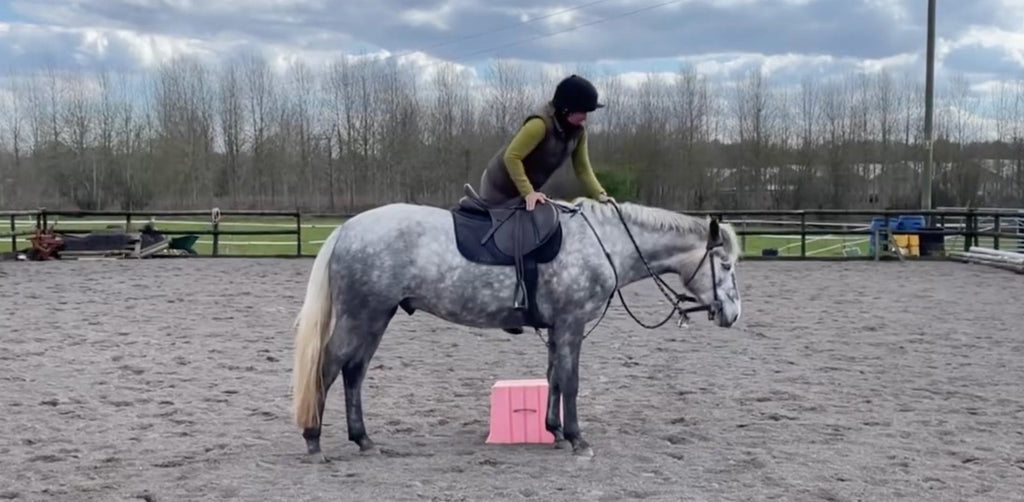 Developing the Stand Still By Sally Brett Horsemanship Instructor