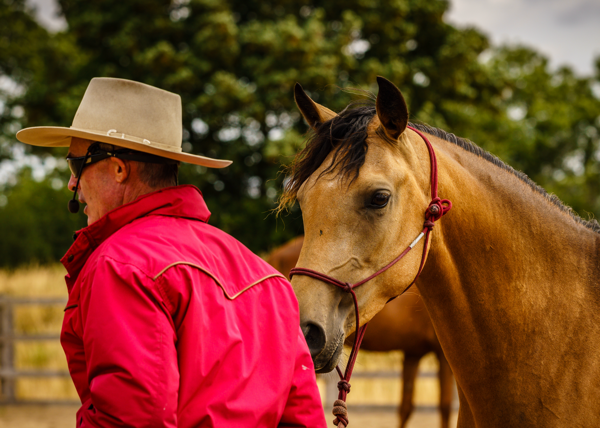 Headcollars / Halters